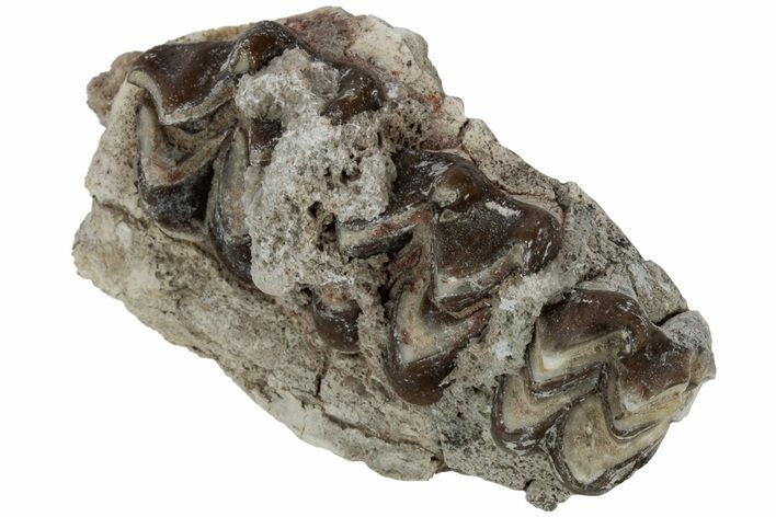 Oreodont (Merycoidodon) Jaw Section - South Dakota #223517